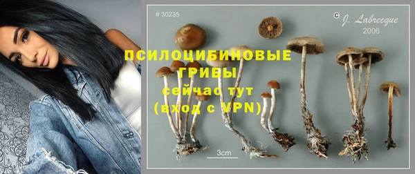 прущие грибы Абинск
